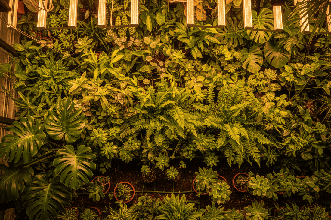 How to Increase Plant Yields Naturally: The Complete Grower's Guide - TNB Naturals