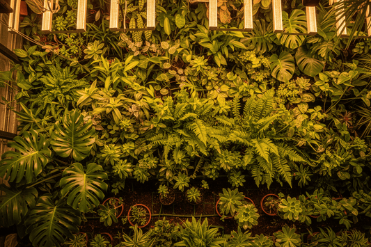 How to Increase Plant Yields Naturally: The Complete Grower's Guide - TNB Naturals