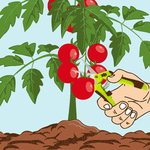 TNB Naturals Trimming Shears straight blade cutting tomato plant with ergonomic grip and spring action for easy trimming