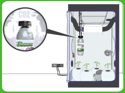 Indoor organic growing setup with CO2 enhancer bottle and seedlings
