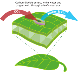 Diagram showing CO2 entering and water and oxygen exiting a leaf stomata for plant photosynthesis process