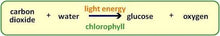 Load image into Gallery viewer, Diagram showing photosynthesis process with carbon dioxide and water converting to glucose and oxygen using light energy