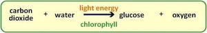 Diagram showing photosynthesis process with carbon dioxide and water converting to glucose and oxygen using light energy