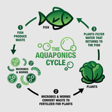 Load image into Gallery viewer, Aquaponics cycle diagram showing fish waste producing microbes and worms, which convert waste to fertilizer for plants,