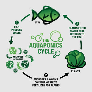 Aquaponics cycle diagram showing fish waste producing microbes and worms, which convert waste to fertilizer for plants,